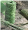 NAT6040500 Nature touw jutegroen 75 m Groen jutetouw, ijzersterk, natuurlijk. Nature Jutetouw groen 75m